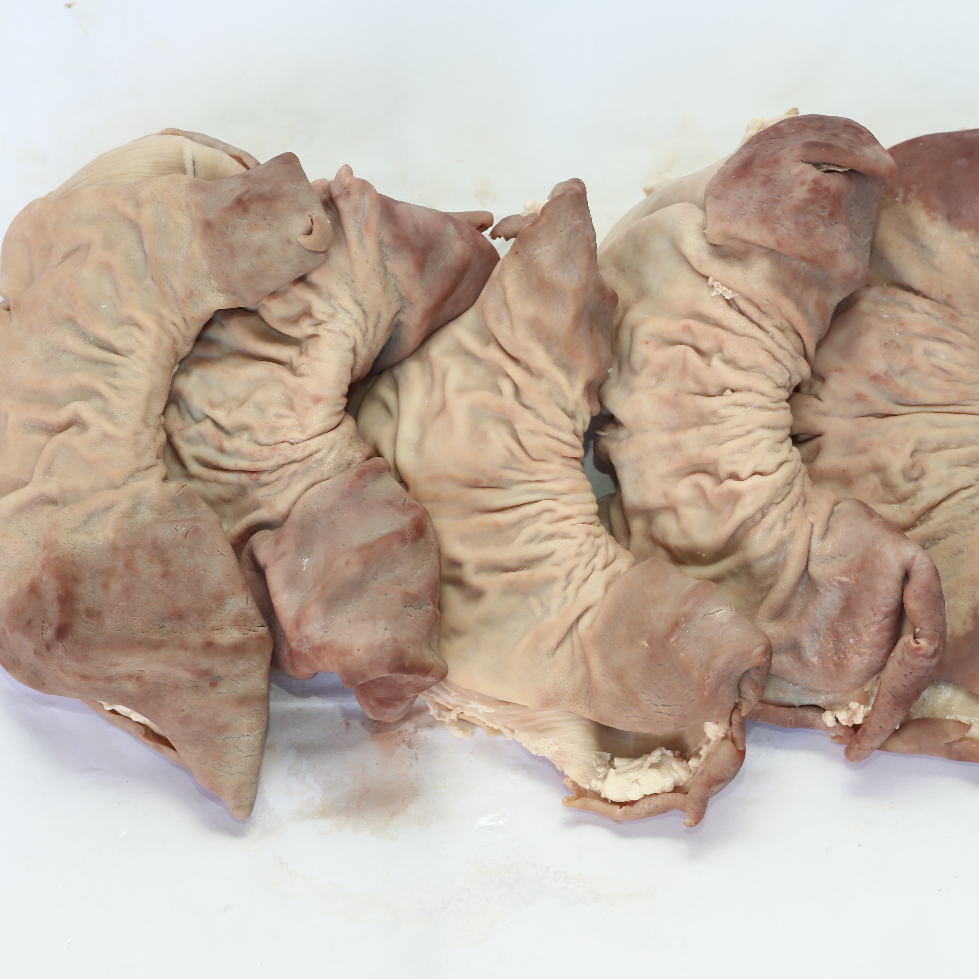 오소리 감투 2kg